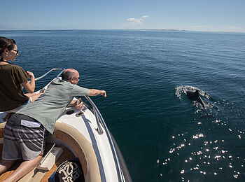 Bahia Mar Boutique Hotel: Delfin Bahia Mar Boutique Hotel: Delfin