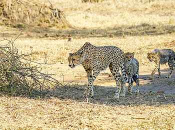 Chilo Ivory Trail Adventure: Gepardin mit Jungen