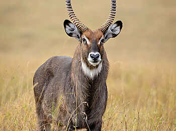Entim Masai Mara: Wasserbock