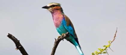 Etosha