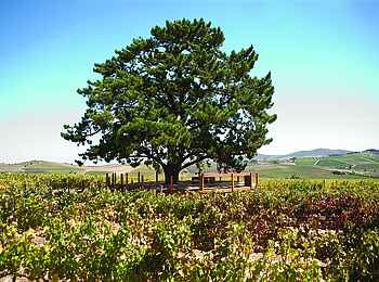 L'Avenir Country Lodge: Grosser Baum zwischen den Weinreben L'Avenir Country Lodge: Grosser Baum zwischen den Weinreben