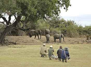 Lion Camp: Elefanten
