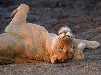 Londolozi Varty Camp: Löwin in Rückenlage