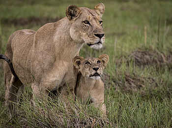 Mombo Camp: Löwin und ihr Nachwuchs Mombo Camp: Löwin und ihr Nachwuchs