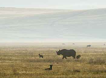 Entamanu Ngorongoro Camp: Spitzmaulnashorn und Hyänen