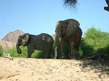 Fort Sesfontein: Zwei Elefanten im Schatten eines Baumes