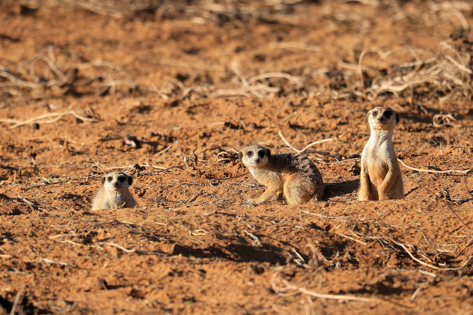 Gmundner Lodge: Erdmännchen Gmundner Lodge: Erdmännchen
