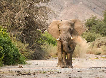 Hoanib Valley Camp: Elefant