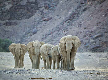 Hoanib Valley Camp: Elefanten Hoanib Valley Camp: Elefanten