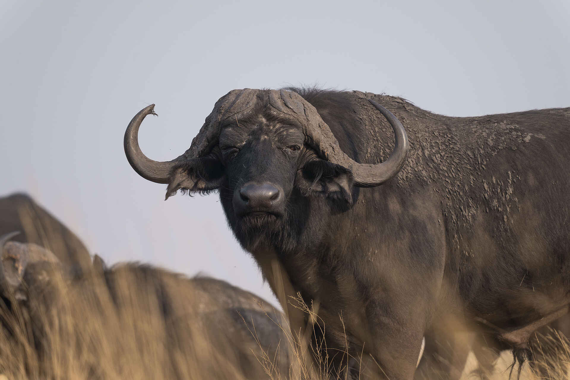 King Lewanika Lodge: Büffel