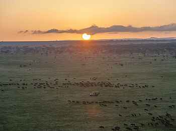 Legendary Nyasi Tented Camp: Pirschfahrt in der Serengeti