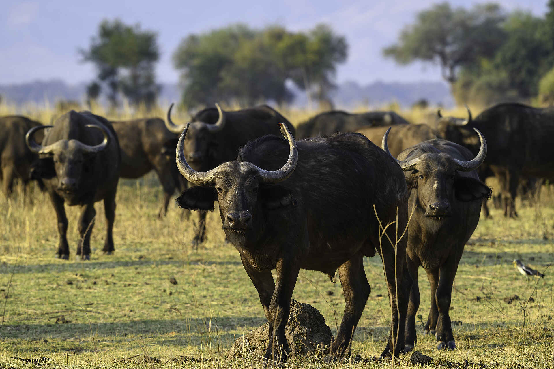 Little Ruckomechi Camp: Büffelherde Little Ruckomechi Camp, Mana Pools National Park, Sambesi, Wilderness Safaris, Büffelherde, Game Drive, Syncerus Caffer, Afrikarma, Afrikarma Safaris, Afrikarma Safaris - Wildnis. Hautnah., Afrikarma.de