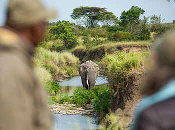 Mara Plains Jahazi: Elefant im Fluss