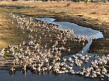 Moela Safari Lodge: Pelikane am Wasser