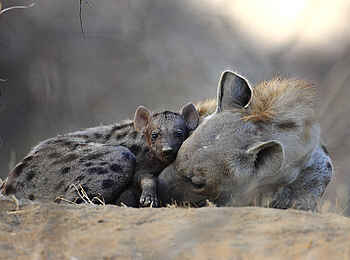 Motswari Game Lodge: Hyänenfamilie