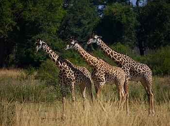 Puku Ridge Camp: Thornicroft-Giraffen Puku Ridge Camp: Thornicroft-Giraffen