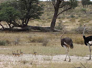 Rooiputs Lodge: Straußenfamilie