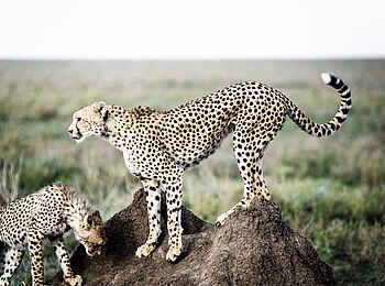 Sanctuary Kichakani Serengeti Camp: Geparden Sanctuary Kichakani Serengeti Camp: Geparden