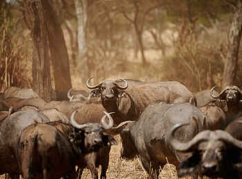 Sanctuary Swala: Büffel