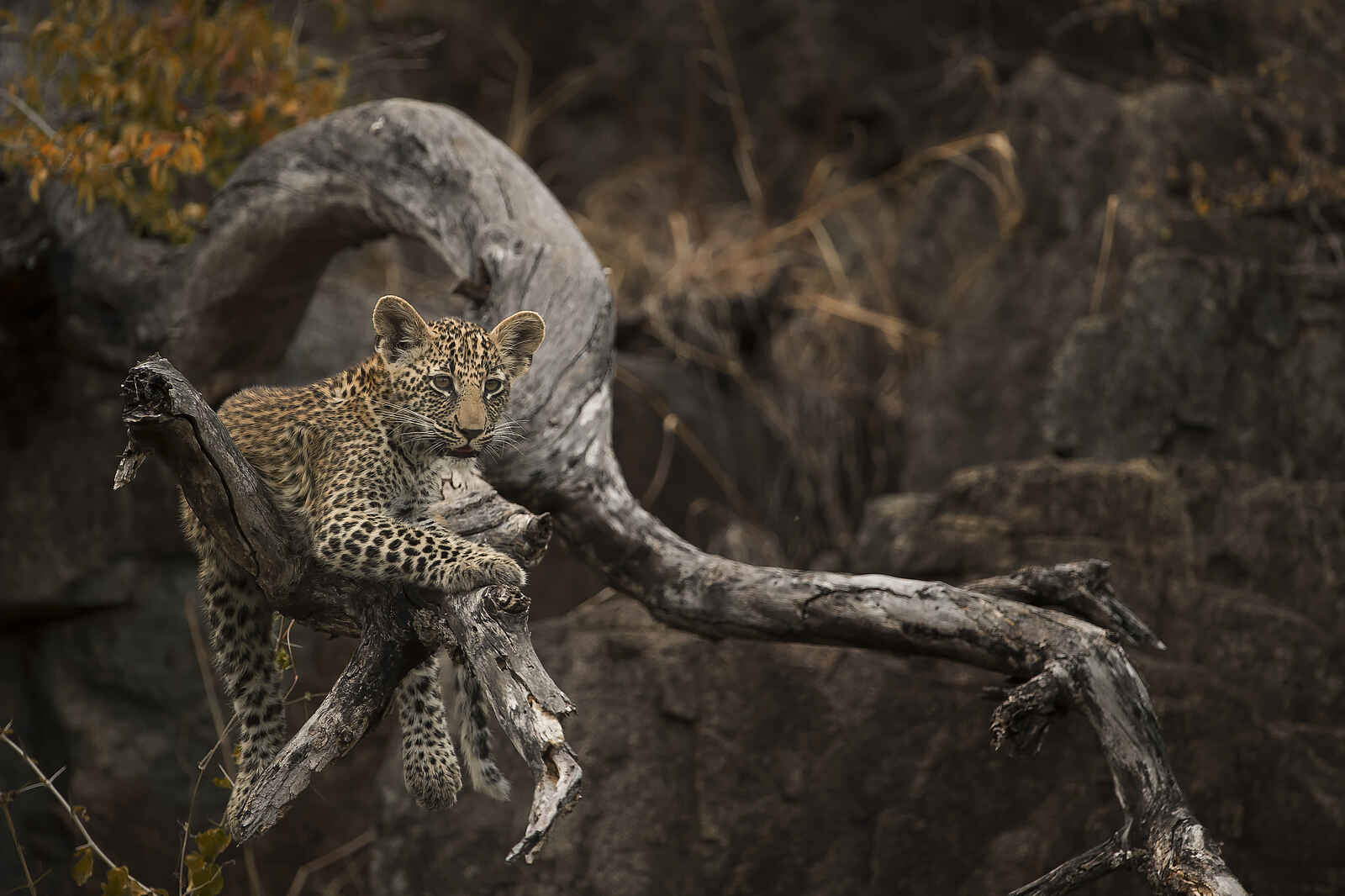 Singita Castleton: Leopard Singita Castleton: Leopard