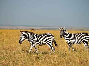 Soroi Mara Bush Camp: Zebras