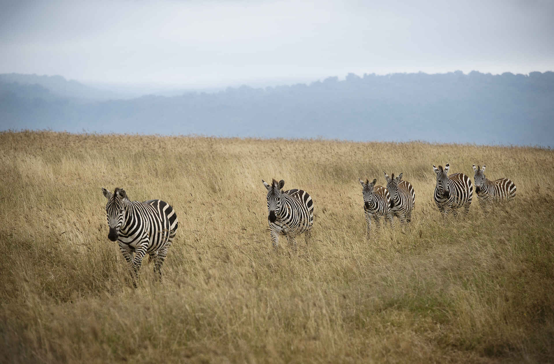 The Highlands Camp: Begegnung mit Zebras