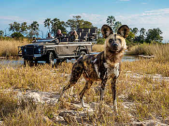 Tubu Tree Camp: Beobachtung von Wildhunden