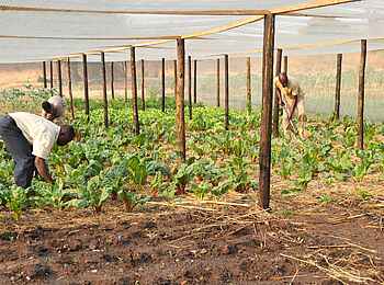 Victoria Falls Hotel: Gartenbau