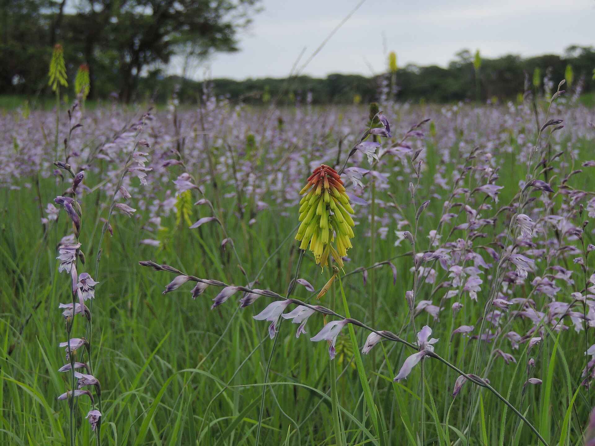 Wasa Lodge: Sumpfblüten Kasanka National Park, Kasanka Trust, Palmenflughund, Straw colored Fruit Bat, Wasa Lodge, Blumen, Sumpf, Afrikarma, Afrikarma Safaris, Afrikarma Safaris - Wildnis. Hautnah., Afrikarma.de, Lavushi Manda