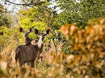 Zarafa Camp: Kudus im Busch Zarafa Camp: Kudus im Busch