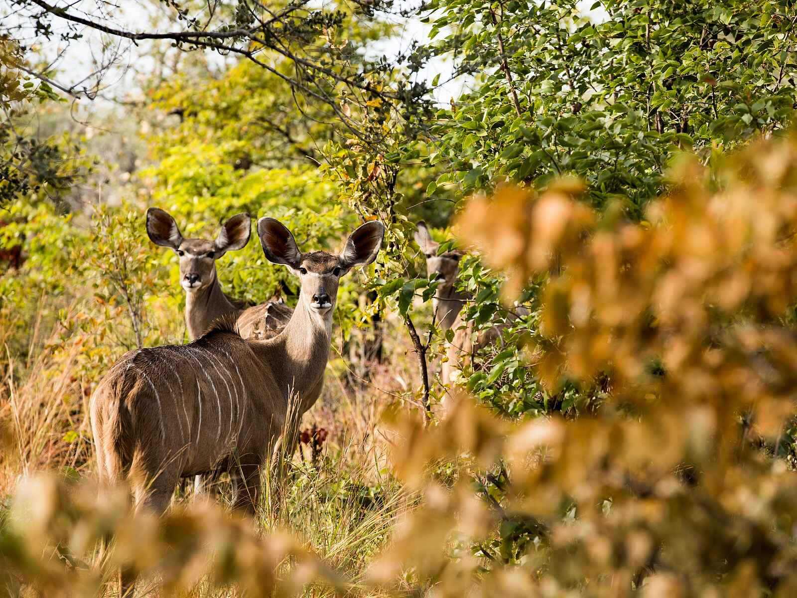 Zarafa Camp: Kudus im Busch Zarafa Camp: Kudus im Busch