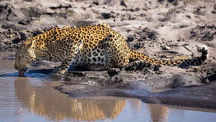 Zarafa Dhow Suite: Leopard