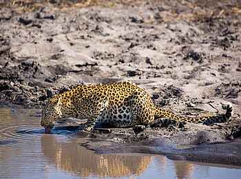Zarafa Dhow Suite: Leopard