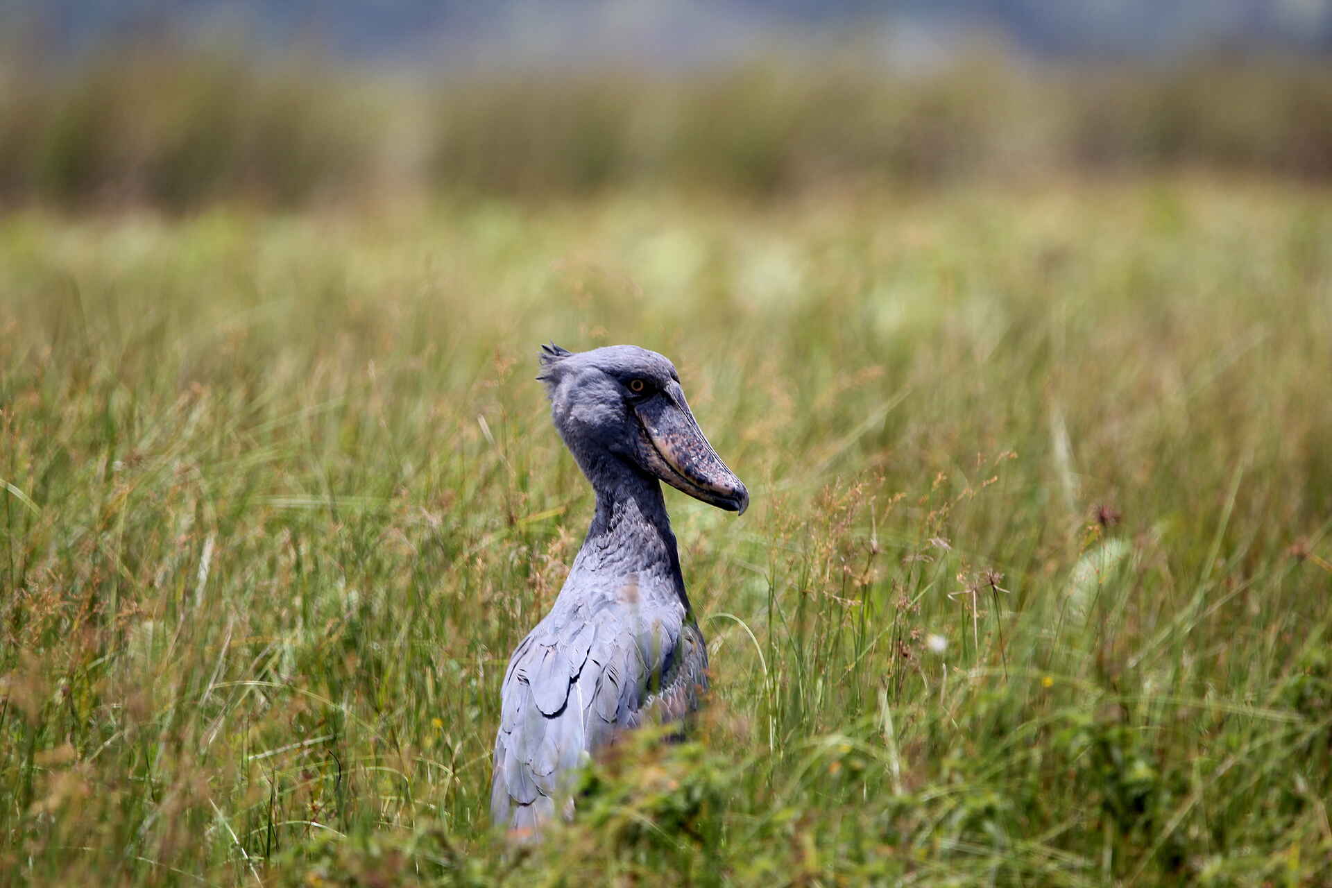 2 Friends Beach Hotel, Ellington Safaris, Lake Victoria, Mabamba Swamp, Schuhschnabel, Balaeniceps rex, Shoebill