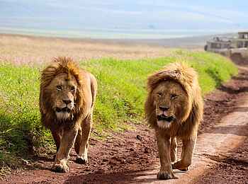 Craters Edge Lodge: Löwen