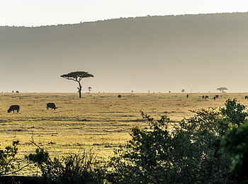 Losokwan Camp: Büffel in der Savanne