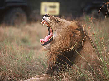 MalaMala Sable Camp: Gähnender Löwe