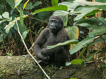 Ngaga Camp: Der Flachlandgorilla wirkt grazil