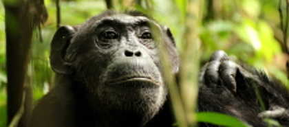 Kibale National Park