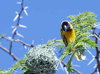 Richards River Camp: Webervogel Richards River Camp: Webervogel