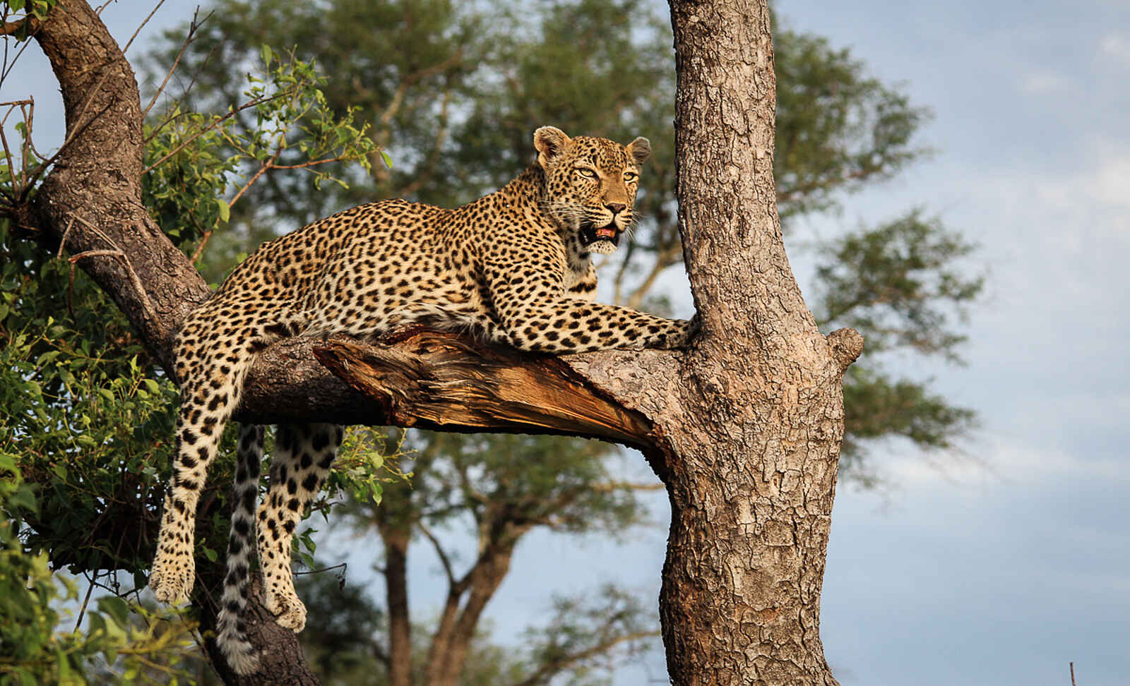 Sabi Sabi Bush Lodge: Mehr Fleckentiere Sabi Sabi Bush Lodge: Mehr Fleckentiere
