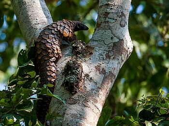 Sangha Lodge: Schuppentier in einer Astgabel Sangha Lodge: Schuppentier in einer Astgabel