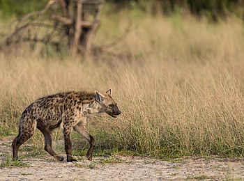Chitabe Lediba Camp: Hyäne