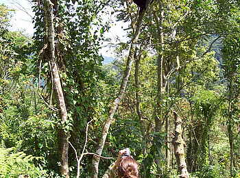 Clouds Mountain Gorilla Lodge: Obsternte