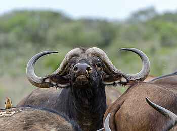 Great Fish River Lodge: Büffel