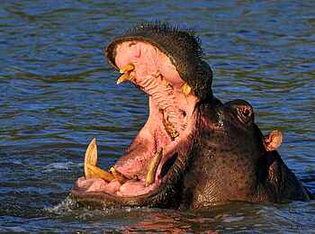 Great Fish River Lodge: Flusspferd