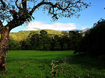 Hatari Lodge: Waldlandschaft