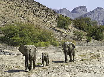 Hoanib Skeleton Coast Camp: Elefanten auf dem Weg zum Wasser Hoanib Skeleton Coast Camp: Elefanten auf dem Weg zum Wasser