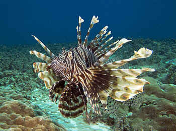 Kinasi Lodge: Ein Feuerfisch Kinasi Lodge: Ein Feuerfisch