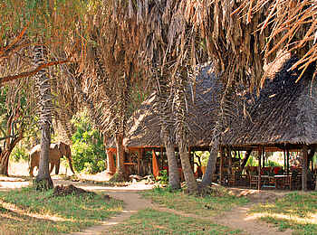 Lake Manze Camp: Tierischer Besucher Lake Manze Camp: Tierischer Besucher